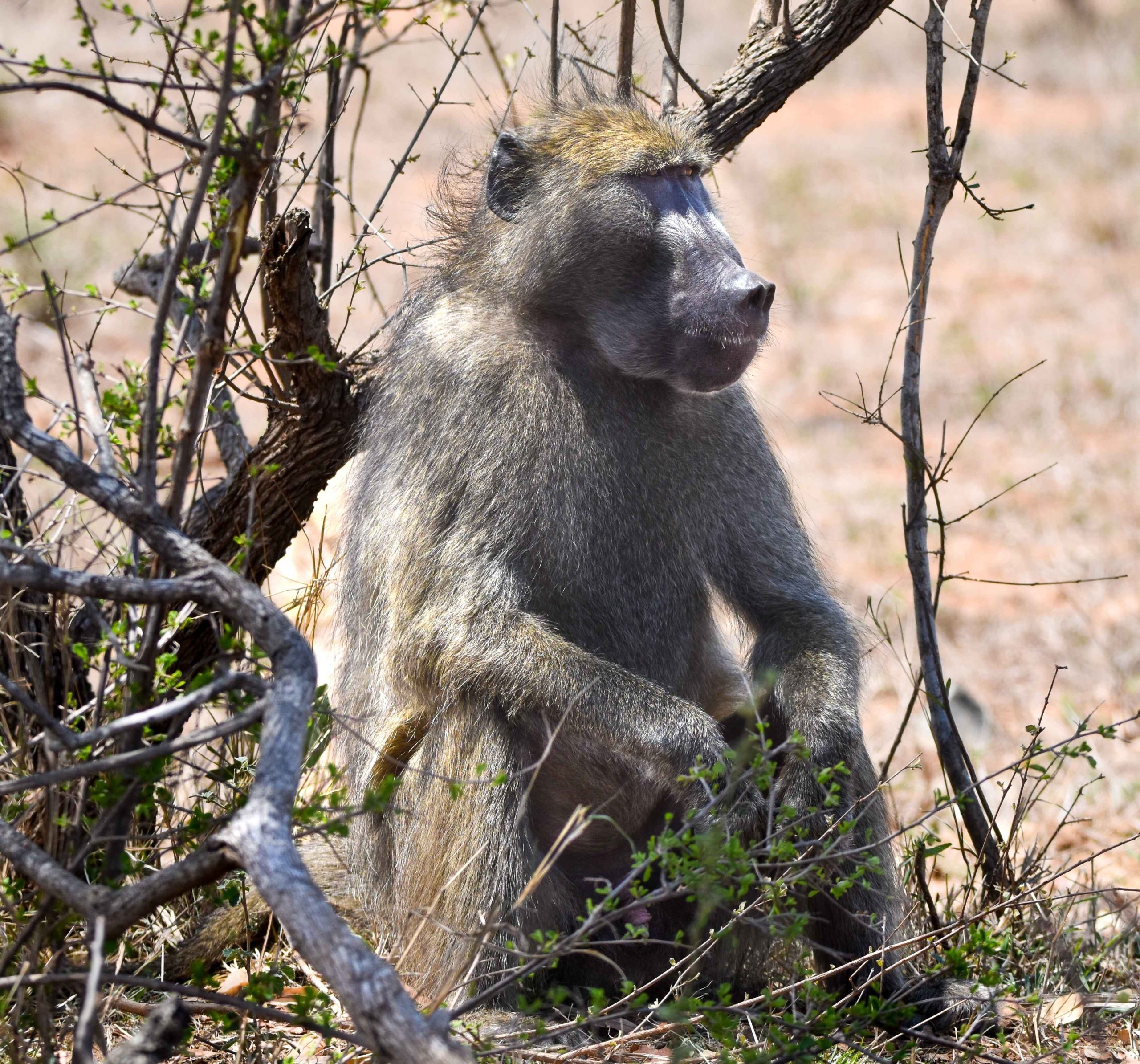 family safari South Africa Big Five